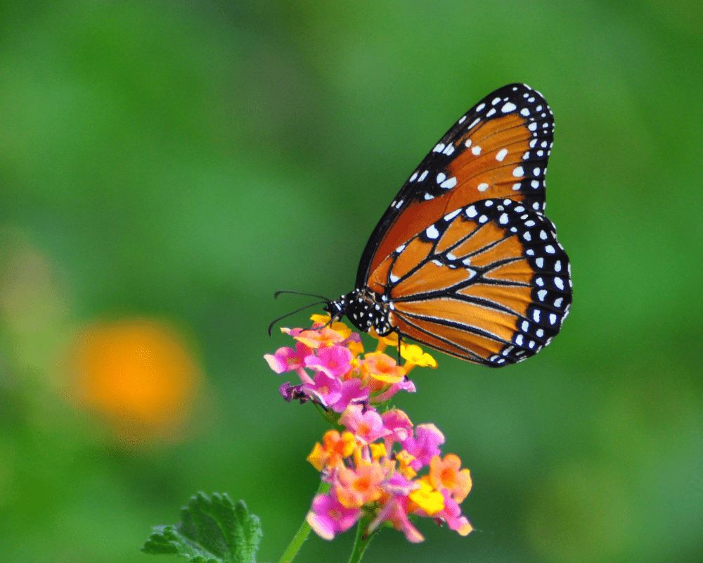 Monarch on confetti lantana