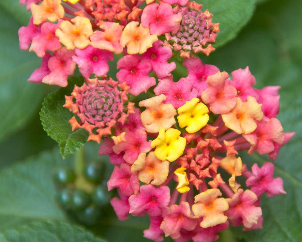 Bold Colors on Irene Lantana a Popular Evergreen Perennial