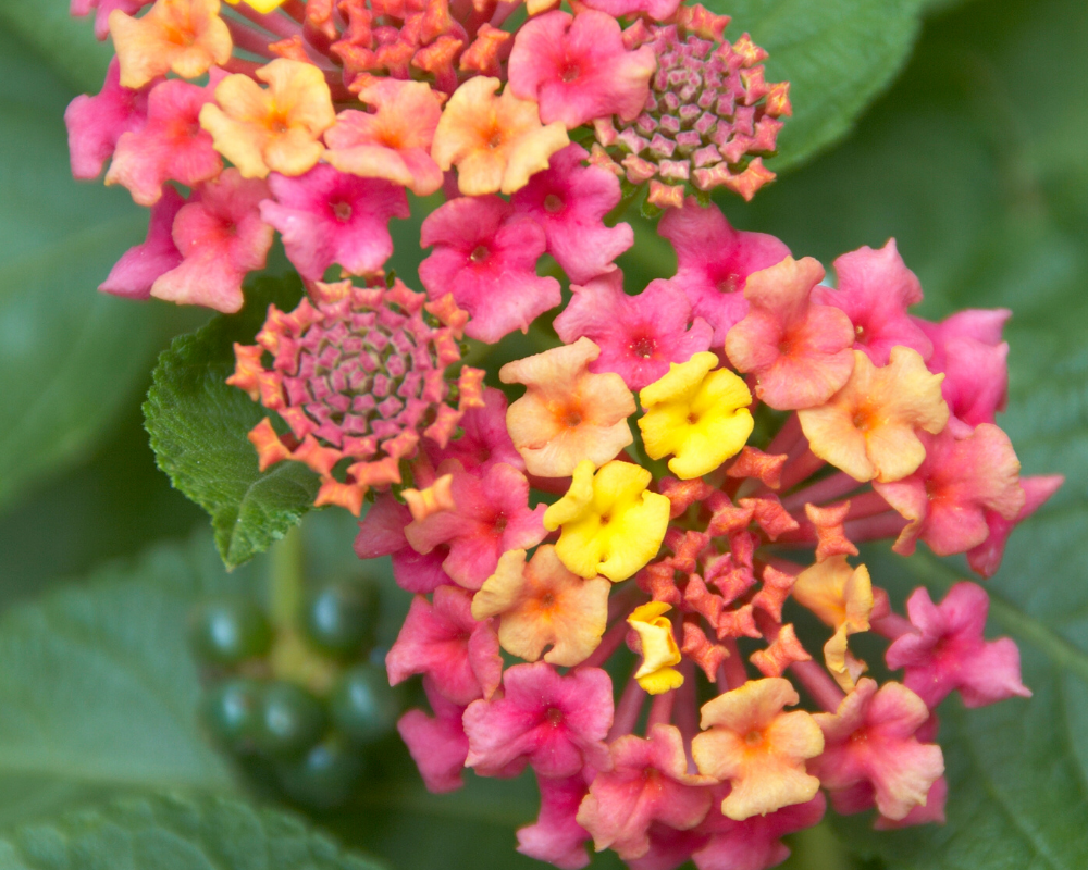 irene-lantana Irene lantana