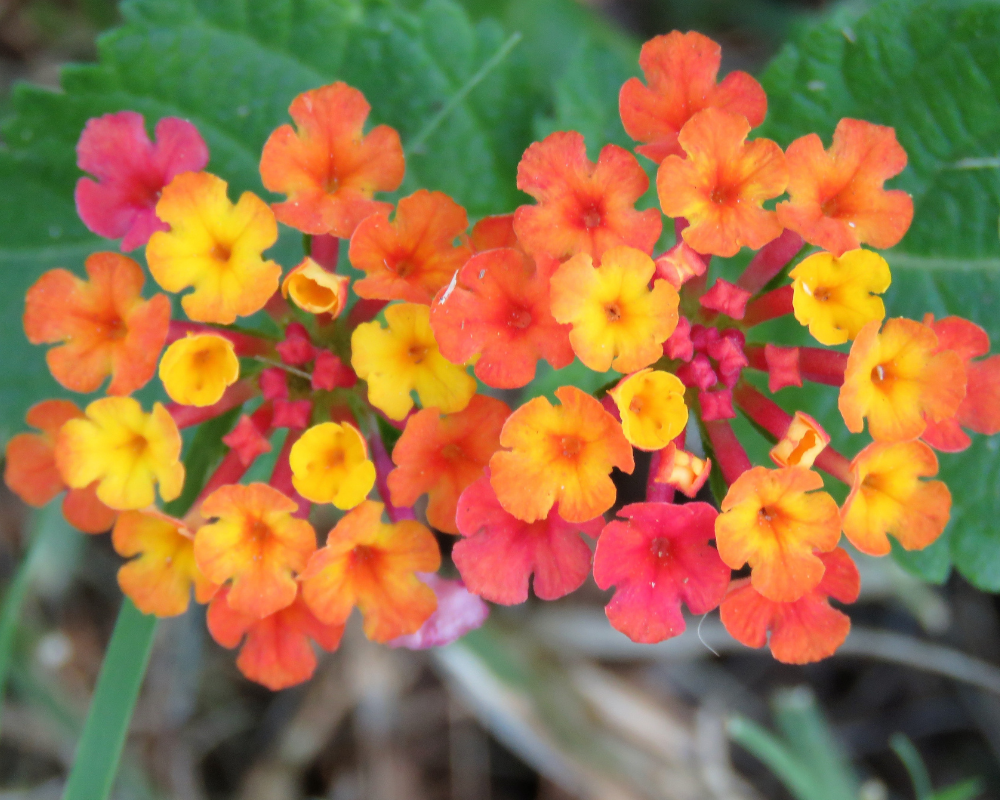 flowers-perennial Close up flowers
