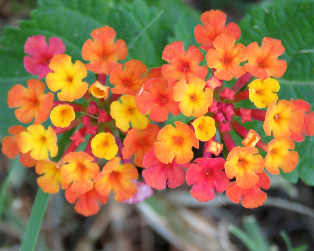 Close up flowers