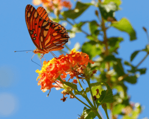 Butterfly on native Texas lantana.