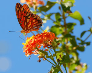 butterfly-texas-lantana-native-plant Butterfly on native Texas lantana.