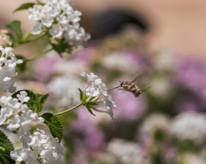 hummingbird-moth-white-flowers Hummingbird moth.
