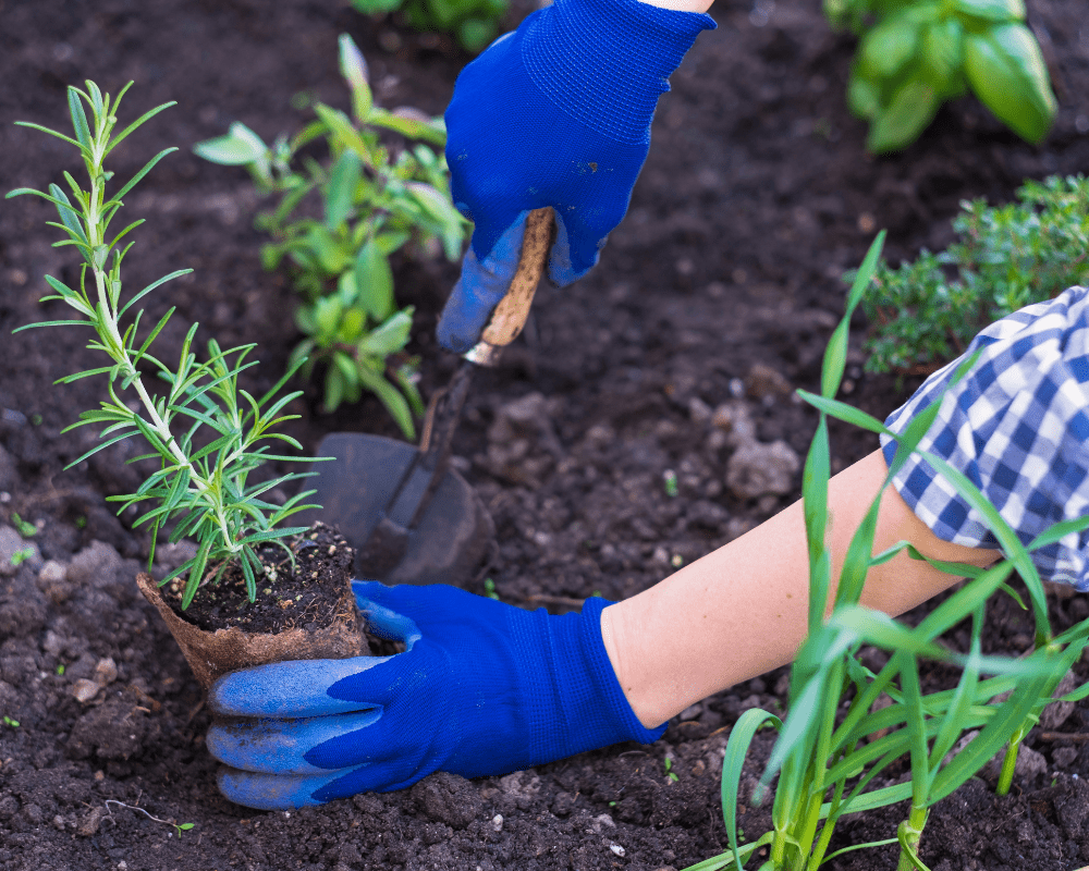 planting-plants