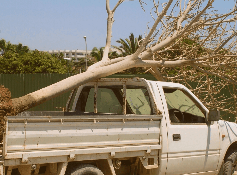 Tree in the back of a truck.