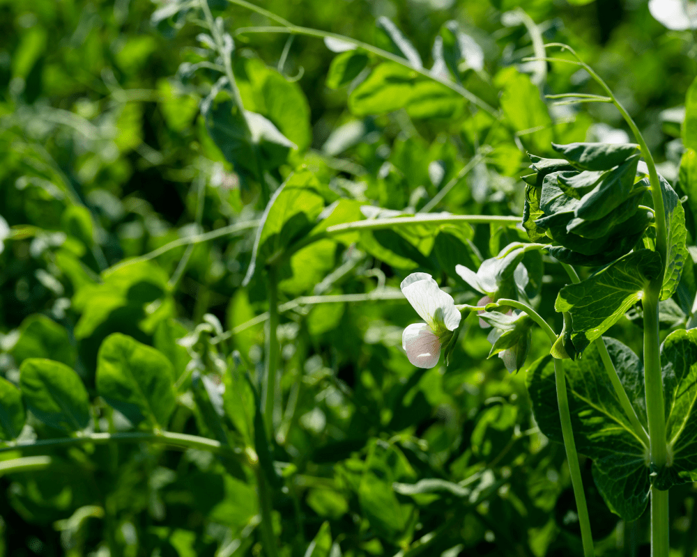 southern-peas-covercrop-veggies-vegetables Southern peas covercrop.