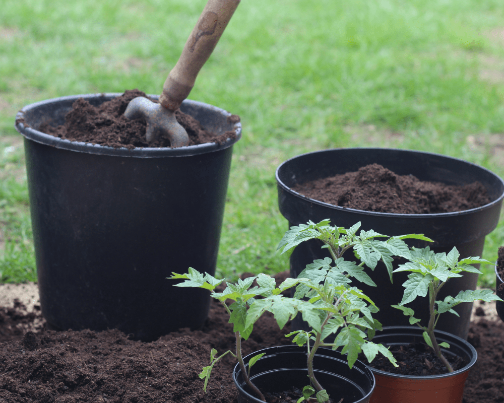 Bumping fall tomatoes to larger containers.