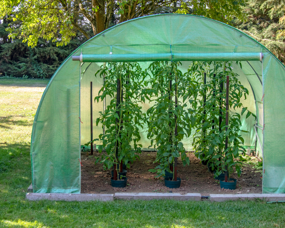 greenhouse-veggies Vegetable greenhouse