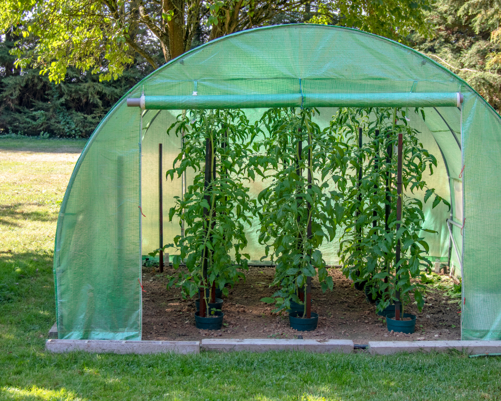 Vegetable greenhouse