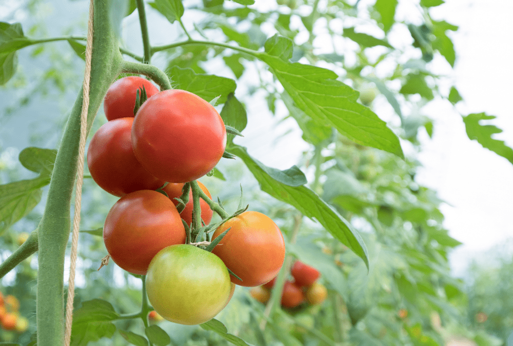 Fall tomatoes on the vine.
