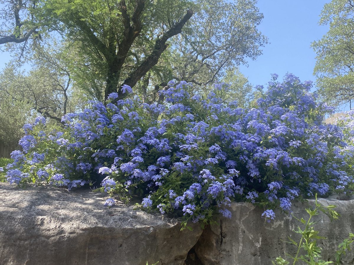 drought-perennials-woody-plumbago Plumbago is drought tolerant.