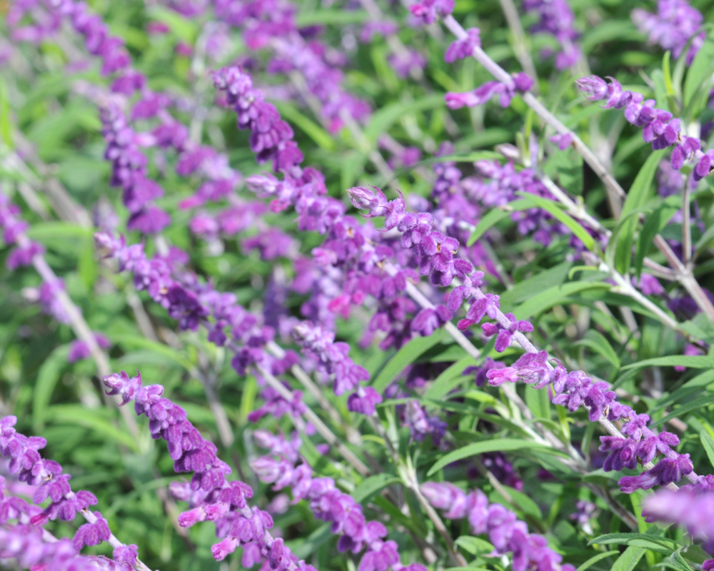 mexican-bush-sage-pollinators-fall Mexican Bush Sage puts on a fall display for pollinators.