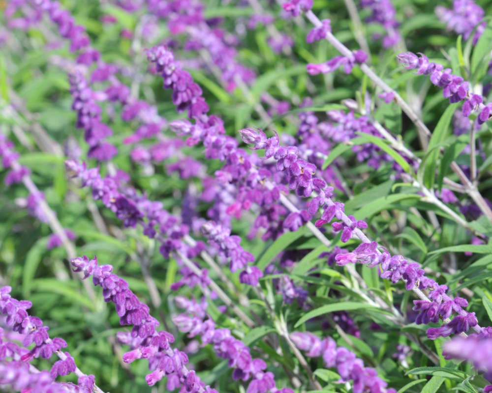 Mexican Bush Sage puts on a fall display for pollinators.