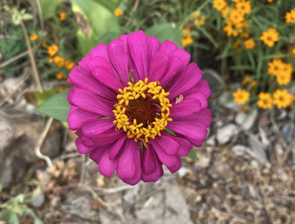 Tetra zinnia is a fall bloomer for pollinators in Texas.