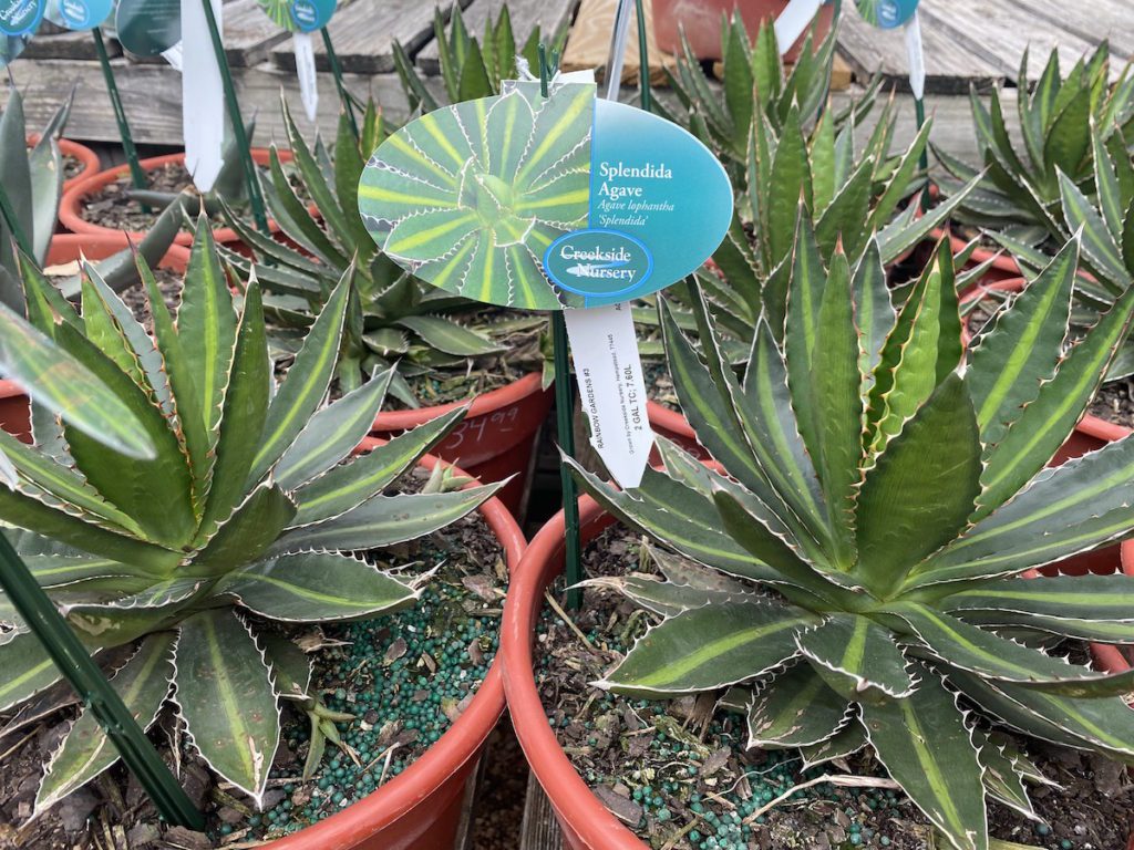 agave-splendida Splendida Agave
