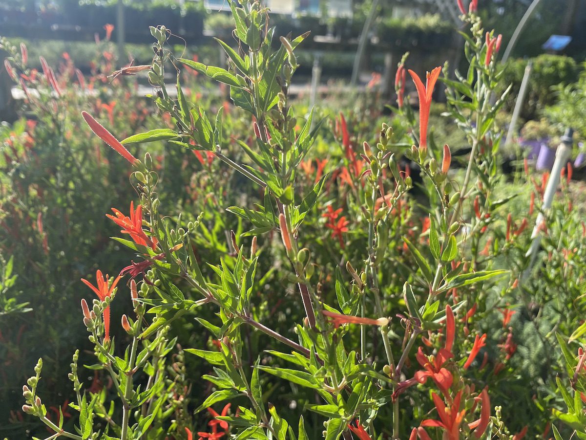 Hummingbird bush-fall-flowering-native