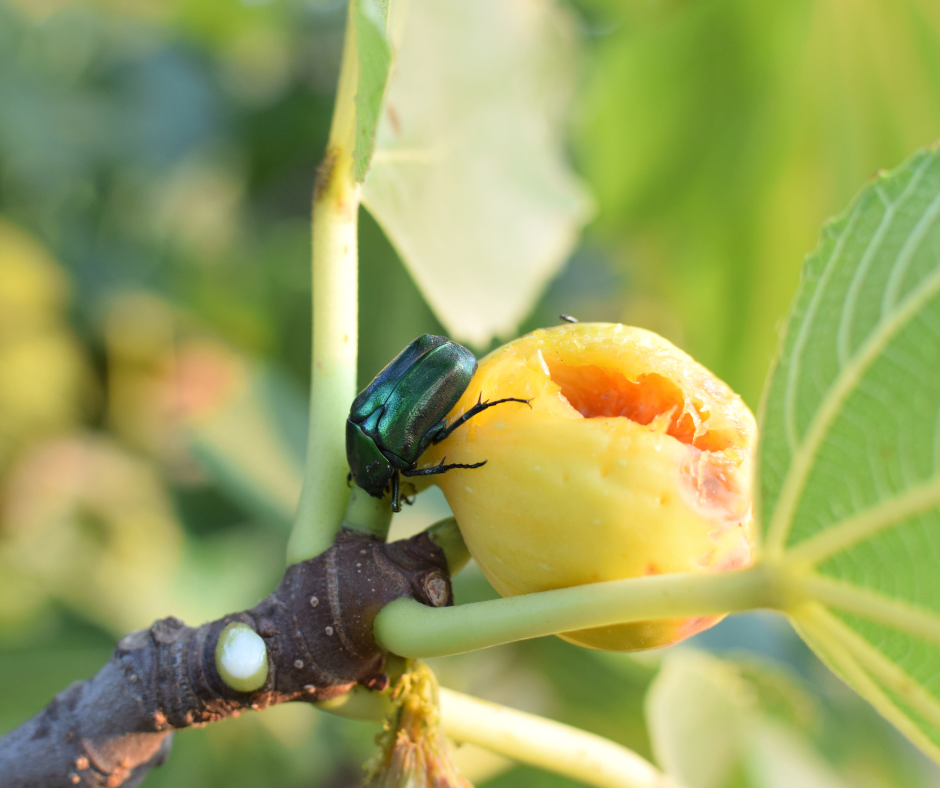 Green June Beetles