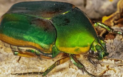 Green June Beetles