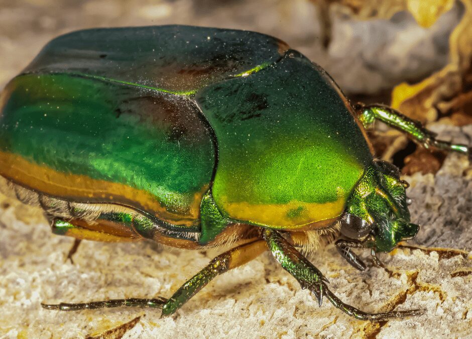 Identifying and Controlling Green June Beetles in the Turf.