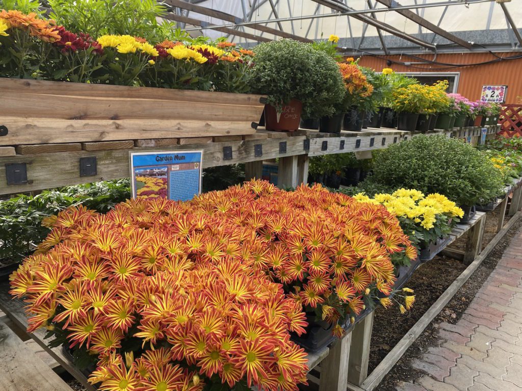 mums in blooms