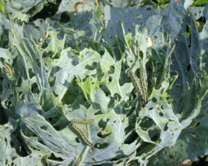 cabbage-damage-problems Cabbage loopers are problems and cause damage on cole crops