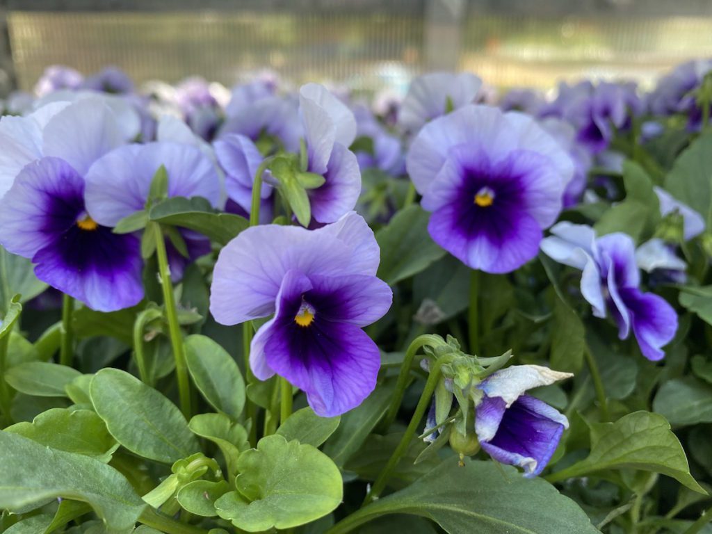 Pansies and Violas are cold hardy fall annuals