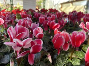 cyclamen Cyclamen