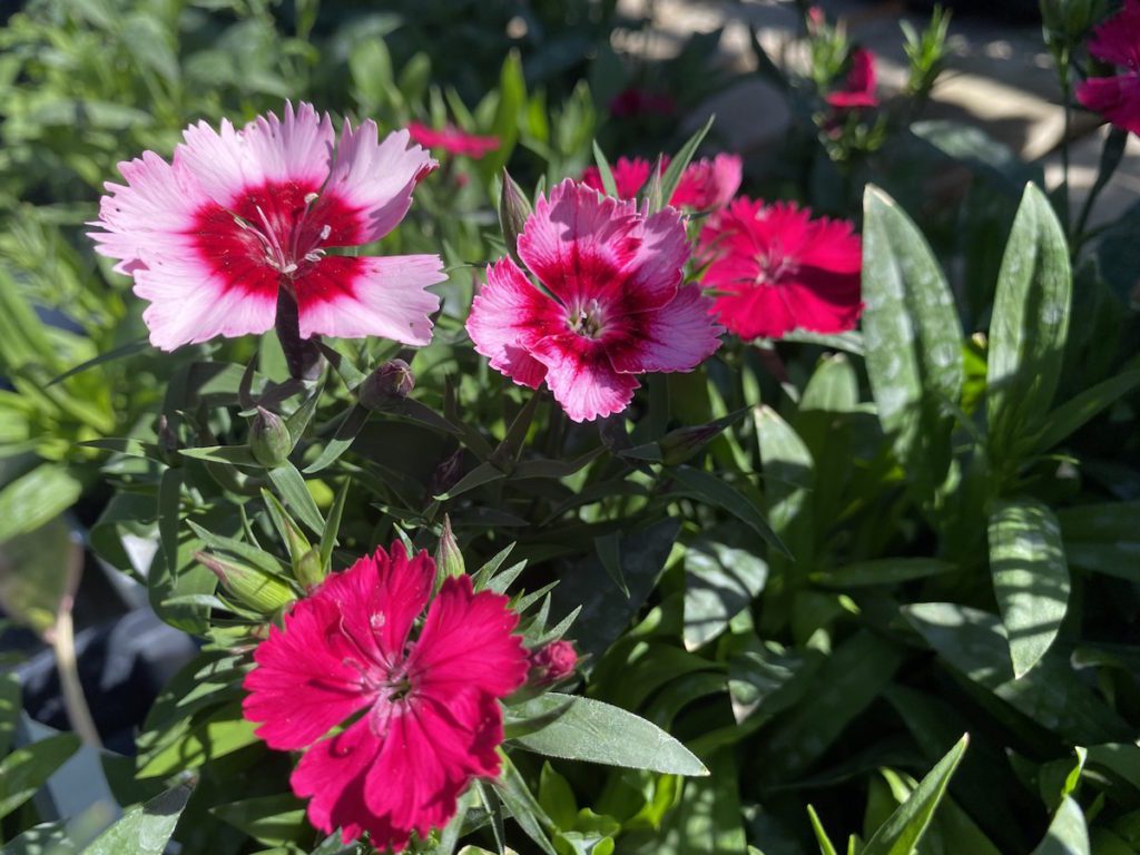 dianthus Dianthus are biennials