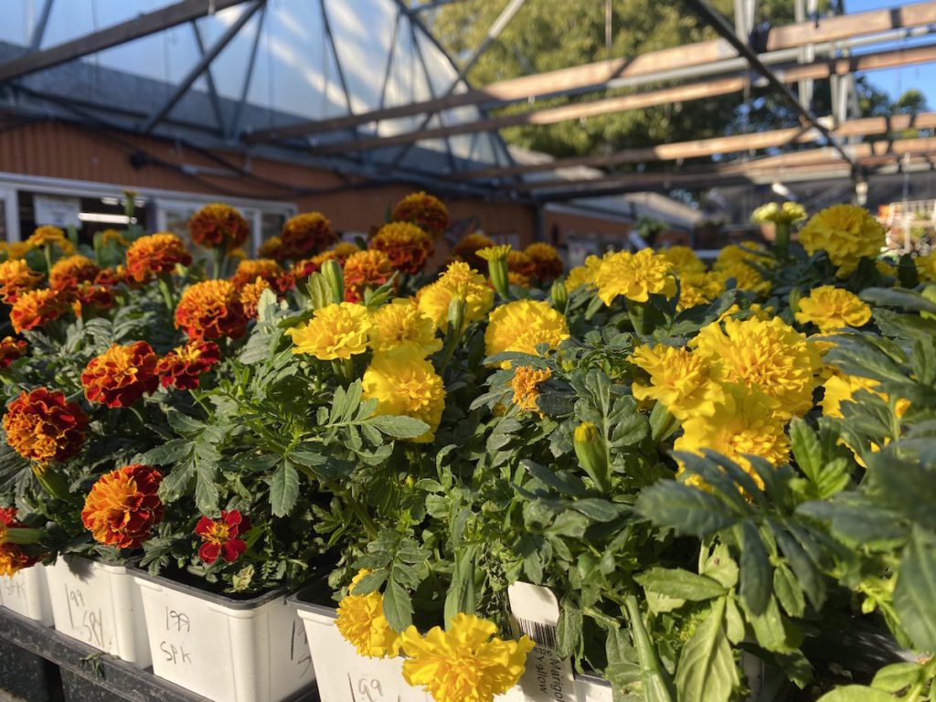 Marigolds are a great way to add some fall color. 