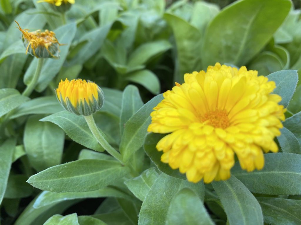 calendula Calendula