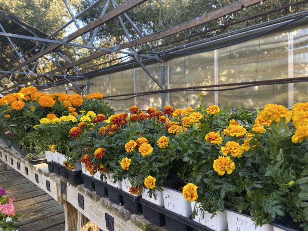 French marigolds