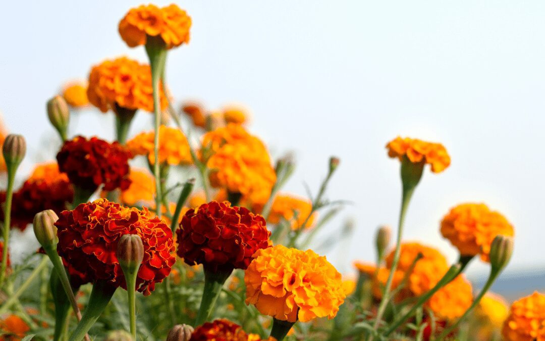 Try Marigolds and Calendula in Fall