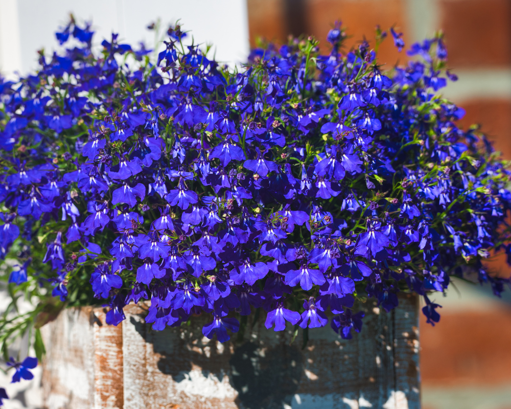 fall-annuals-lobelia Lobelia are annuals that like cool weather like fall.