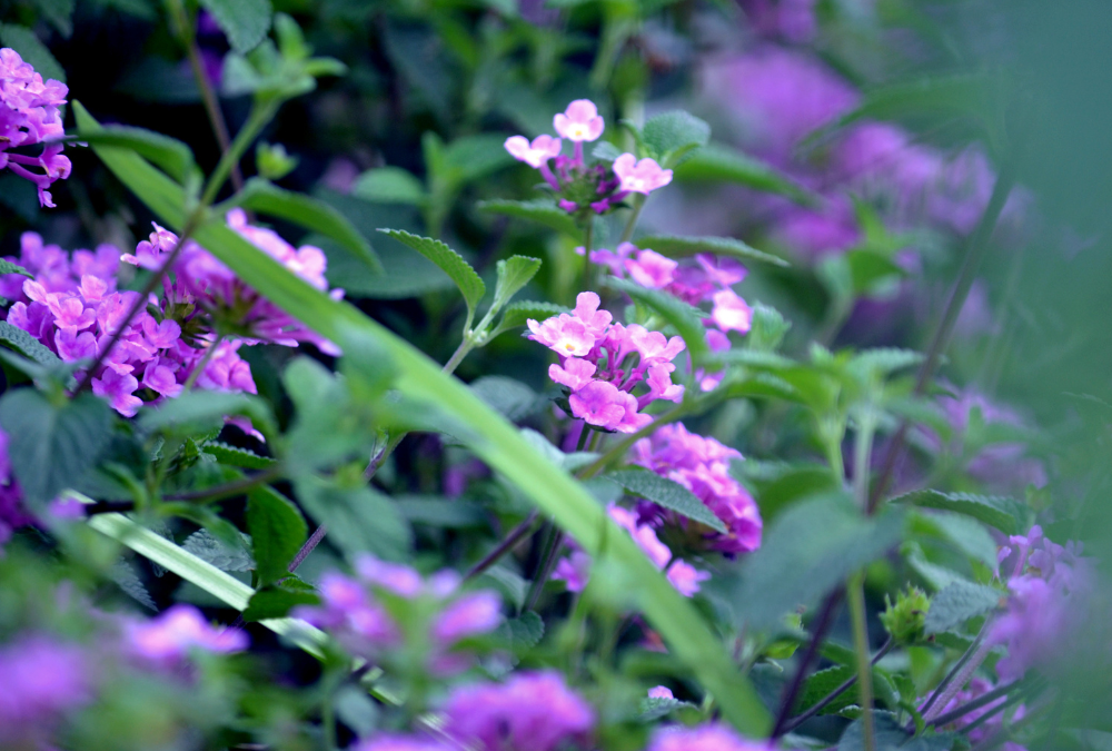 Purple Trailing Lantana Invites Pollinators