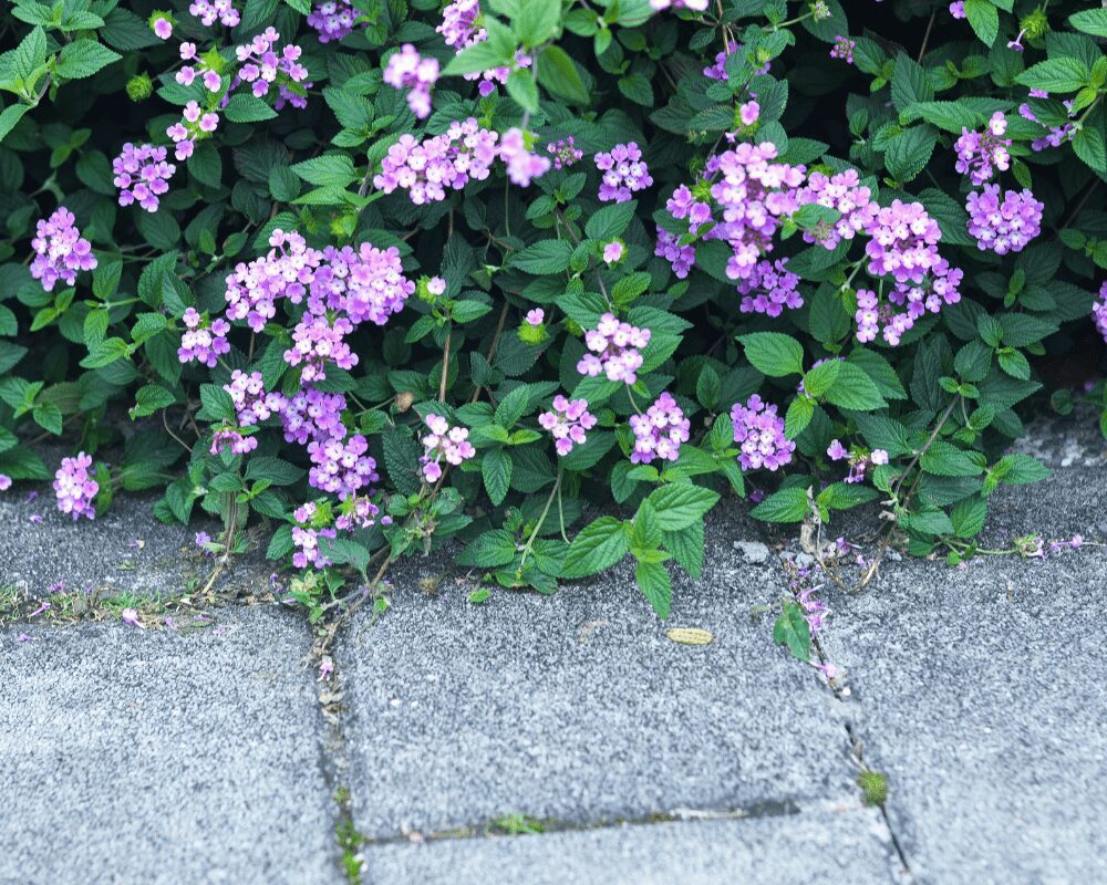 purple-trailing-lantana Purple lantana