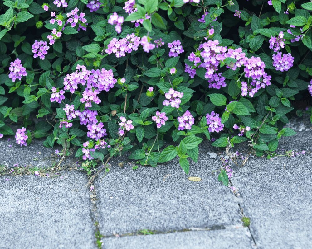 Purple lantana