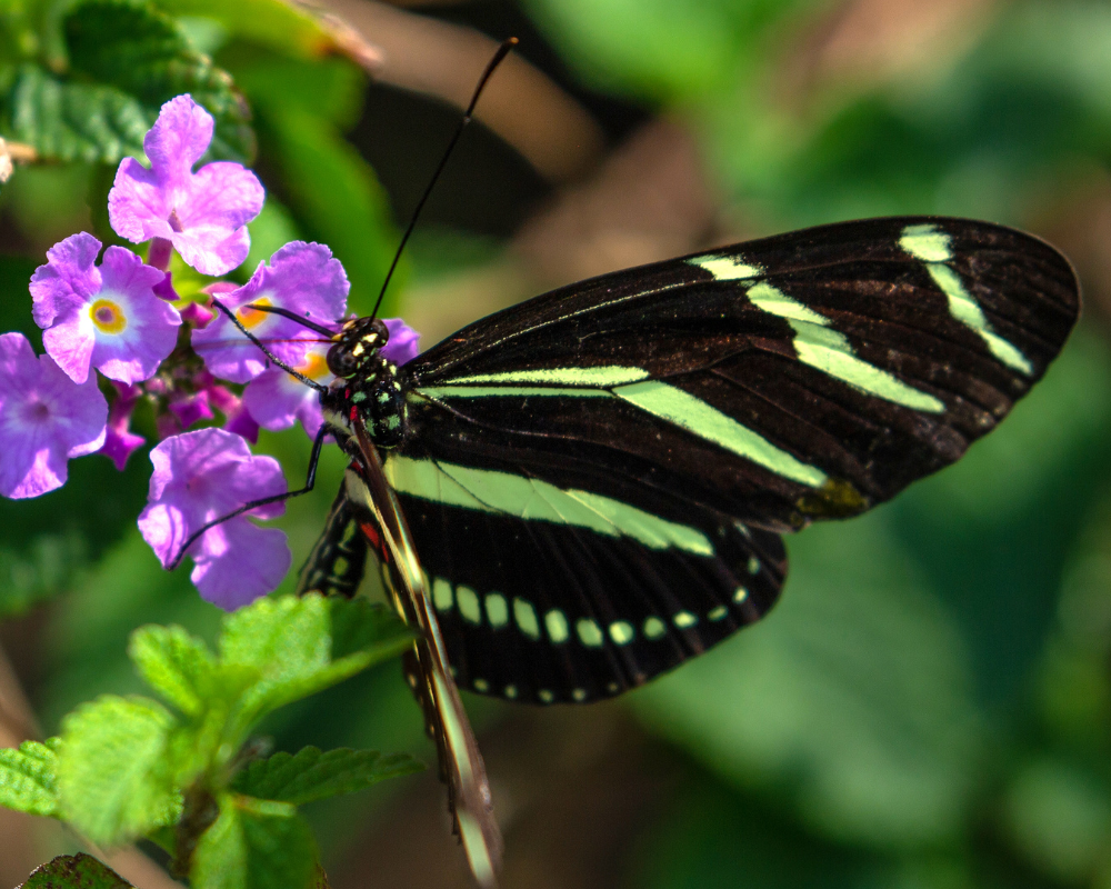 purple-trailing-lantana Purple trailing lantana with zebra butterfly