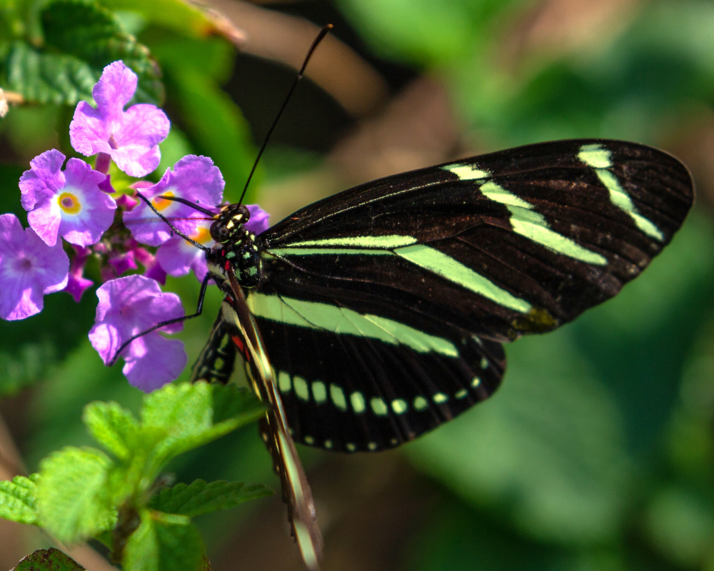 Purple trailing lantana with zebra butterfly