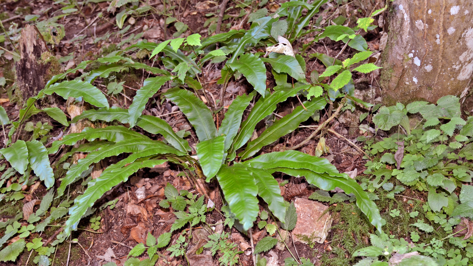 birdsnest Birdsnest fern in the ground.