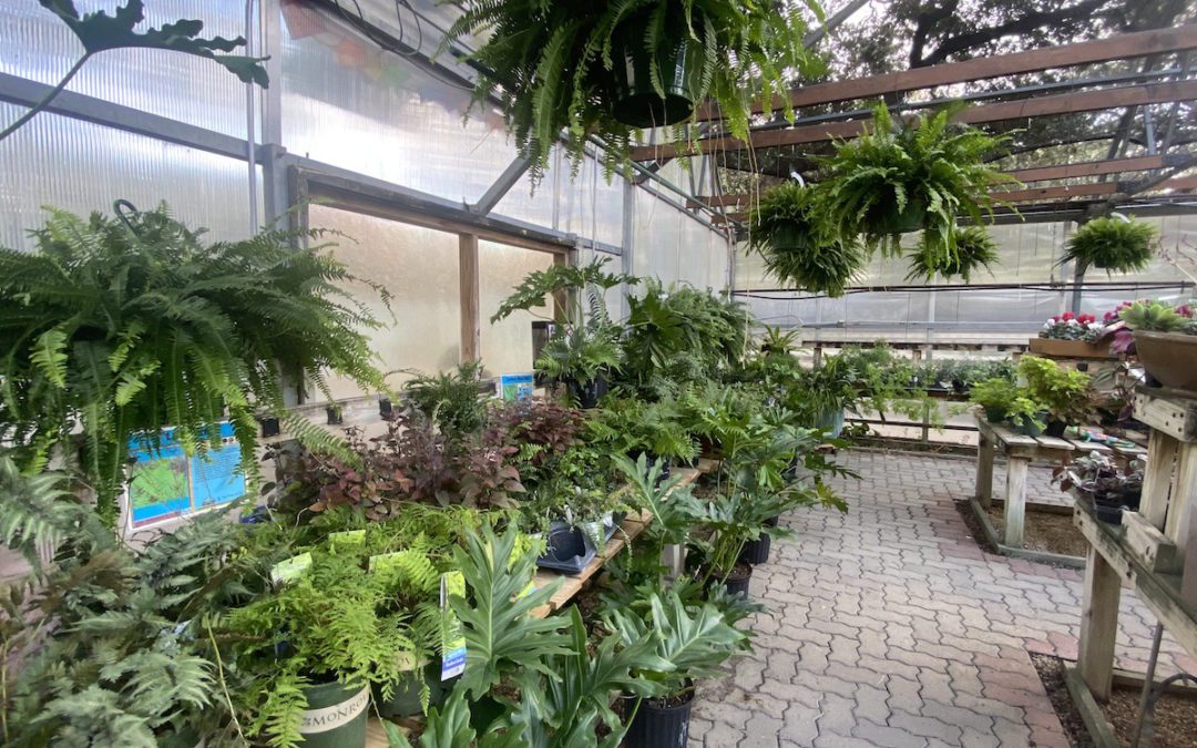 Greenhouse at Bandera
