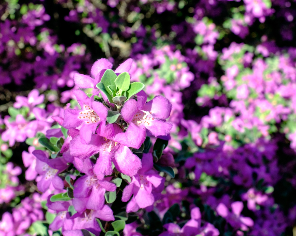 Texas-sage-plant-shrub Texas Sage