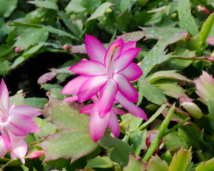 Close-up-flower-stem