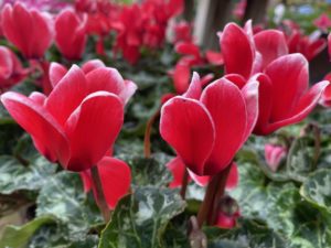 garden-gift-holiday-plants cyclamen-gift-garden-