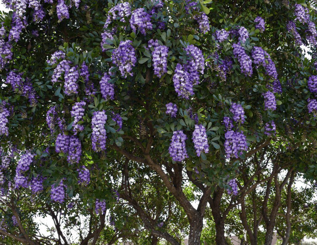 mountain-laurel-evergreen-landscape Mountain Laurels make great evergreen landscape plants.