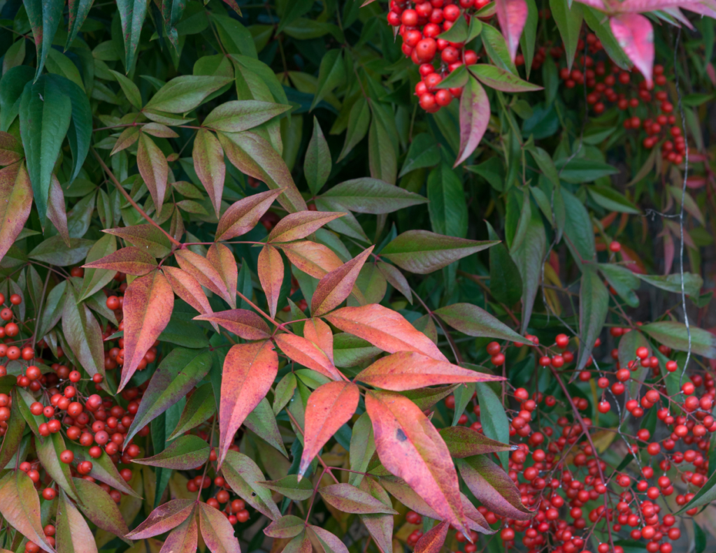 Nandina foliage color.