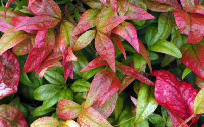 A Few Landscape Plants that Offer Reliability Year Round