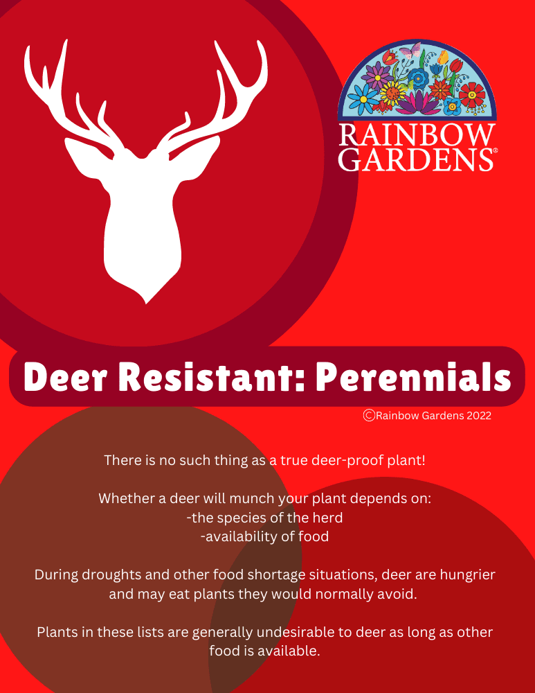 Deer-Resistant-Perennials-image