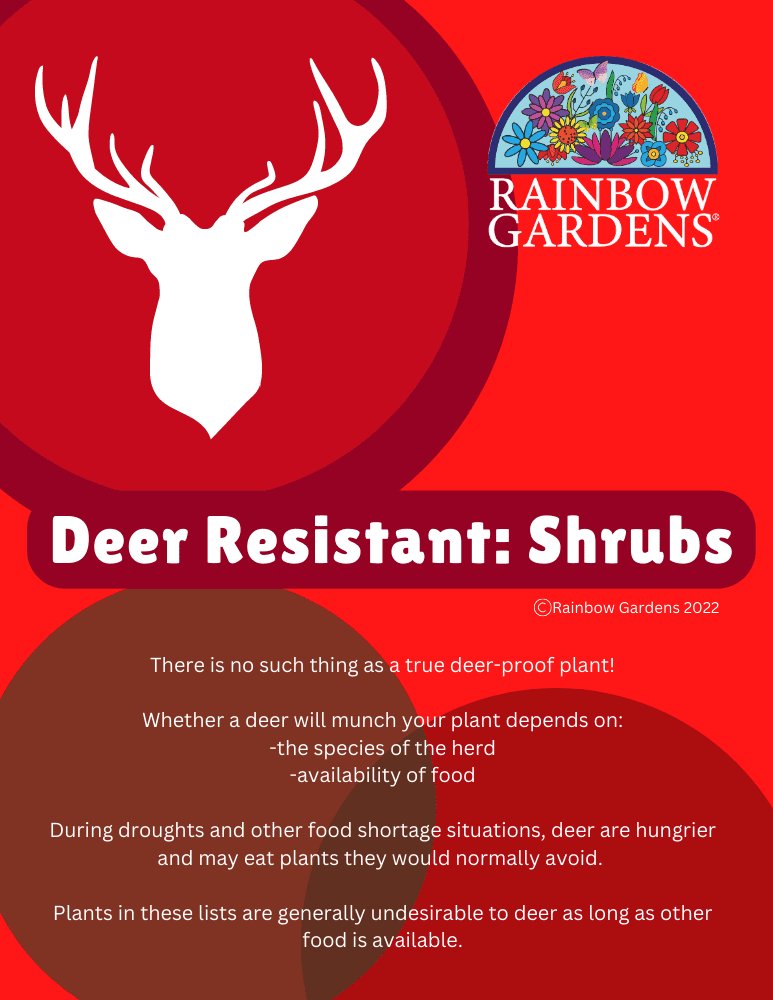 Deer-Resistant-Shrubs-image