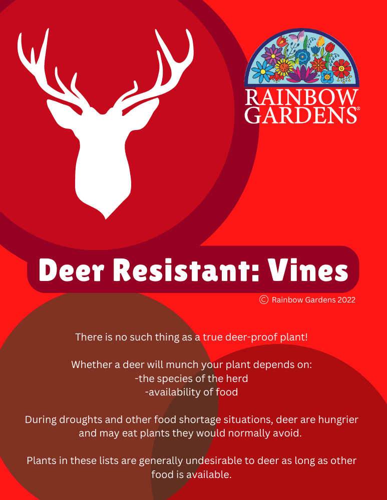 Deer-Resistant-Vines-image